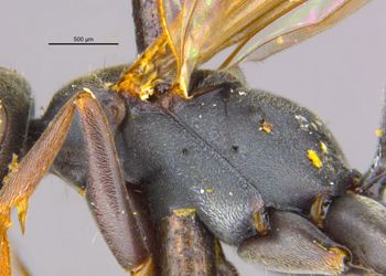 Media type: image;   Entomology 15340 Aspect: thorax lateral